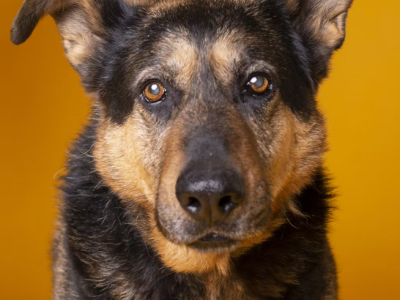 Bruno