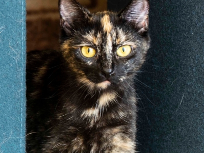 Zenia