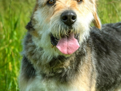 Frodo