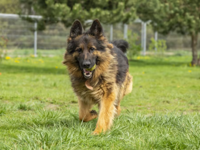 Alek