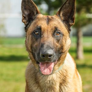 Ares