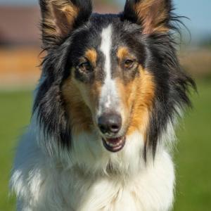Max