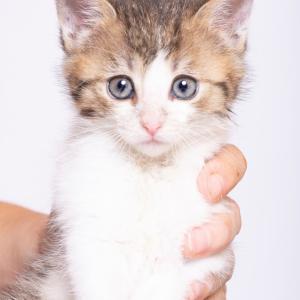 Lila