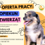 OFERTA PRACY